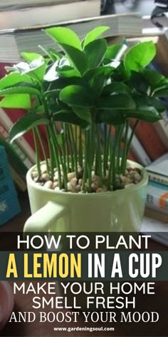 a potted plant sitting on top of a table next to books and a cup