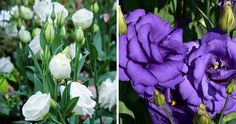 two pictures of white and purple flowers