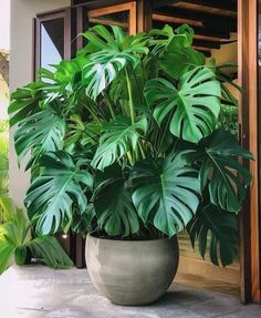 a large potted plant sitting on top of a stone floor next to a door