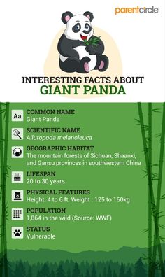 a panda bear sitting on top of a bamboo tree with the words interesting fact about giant panda