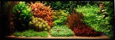 an aquarium filled with lots of different types of plants