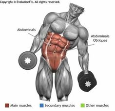 an image of the muscles and their functions in a man's bodybuilding exercise