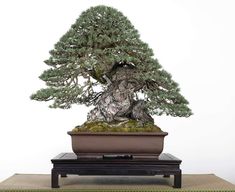 a bonsai tree sitting on top of a table