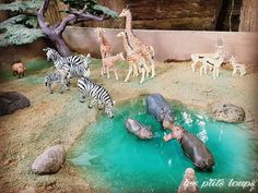 several different types of animals in an enclosure with water and rocks, including giraffes