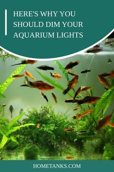 there are many different types of aquarium lights that you can use to light up your fish tank