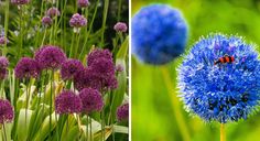 two pictures side by side, one with blue flowers and the other with red bugs on it