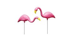 two pink flamingos standing next to each other