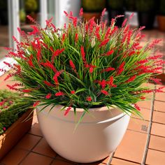 a potted plant with red flowers sitting on the ground next to a brick walkway