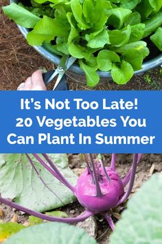 lettuce and other vegetables in a pot with the words it's not too late 20 vegetables you can plant in summer