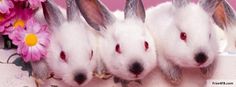 three white rabbits are sitting in front of a pink background with flowers and the words happy easter