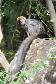 a monkey sitting on top of a large rock next to trees in the woods and bushes