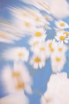 blurry image of daisies in water with blue sky and white clouds behind them