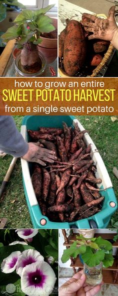 how to grow an entire sweet potato harvest from a single sweet potato by growing it