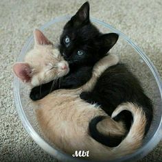 two black and white kittens in a bowl on the floor