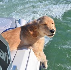 a dog is sitting on the back of a boat