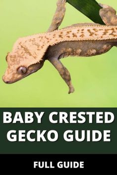 the baby crested gecko guide is shown in front of a green background with text