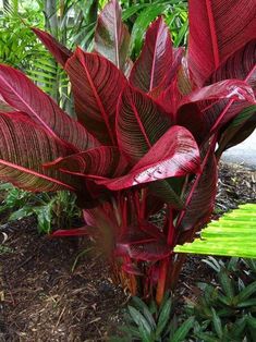 a red plant with green leaves in the middle of some grass and plants behind it