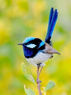 a blue and white bird sitting on top of a tree branch