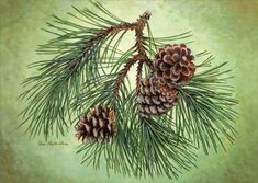 two pine cones on a branch with green background