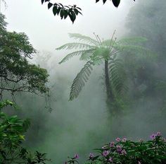 trees and plants in the mist on a cloudy day with pink flowers growing out of the ground