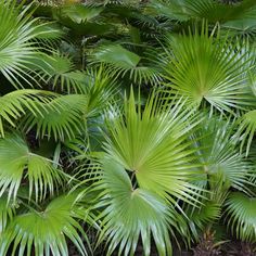 some very pretty green plants in the grass