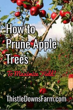 an apple tree filled with lots of red apples and the words how to prune apple trees to minimize yield