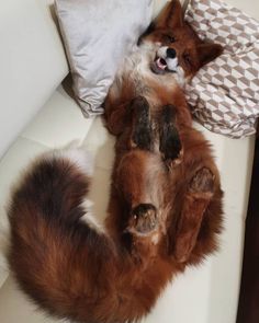 a dog laying on its back with it's paws in the air next to a pillow