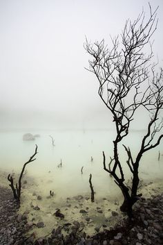 trees in the water on a foggy day with rocks and plants growing out of them