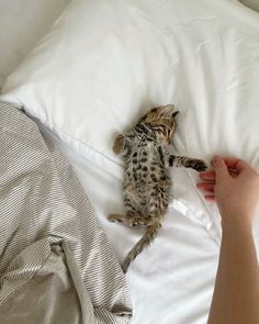 a cat laying on top of a white pillow next to a person's hand