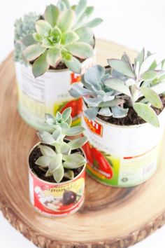 three potted plants sitting on top of a wooden tray with tins filled with them