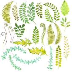 various green plants and leaves on a white background