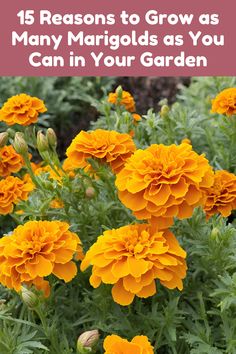 yellow flowers with the words 15 reasons to grow as many marjods as you can in your garden