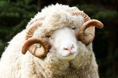 a close up of a sheep with large horns