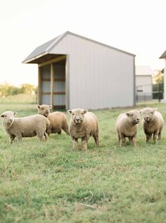 a herd of sheep standing on top of a lush green field next to a barn