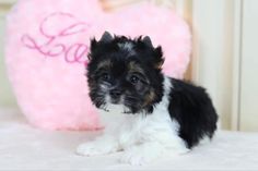 a small black and white dog sitting on top of a bed next to a pink heart