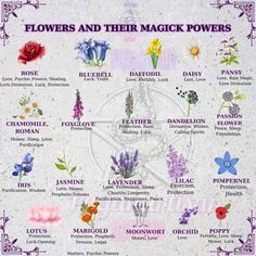 Flower Spells, Flower Magic, Dahlia Witch, Flower Correspondences Witchcraft, Flowers In Witchcraft, Witchcraft Meaning, Hydrangea Magical Properties, Herbal Witch