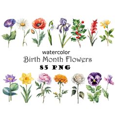 watercolor birth month flowers clipart