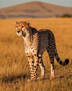 a cheetah standing in the middle of a field