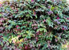 a bush with purple and green leaves growing on it