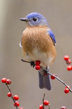 a blue bird sitting on top of a tree branch with red berries in it's beak