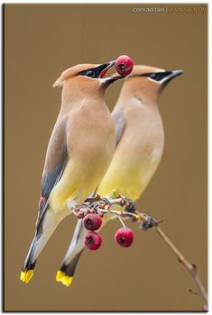 two birds sitting on top of a tree branch with berries in their beaks and the caption says,