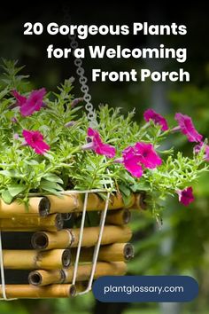 Add a touch of nature to your front porch with these top plant selections. This article showcases 20 of the best plants for front porches, chosen for their ability to thrive and beautify your home's entrance. From elegant ferns to vibrant flowers, these plants will create a welcoming and attractive space. Discover the ideal plants for your porch and learn how to care for them, ensuring a lush and inviting outdoor area that enhances your home's curb appeal. Sweet Potato Vine, Potato Vines, Dusty Miller, Ornamental Grasses, Vibrant Flower, Cool Plants, Petunias, Geraniums, Pansies