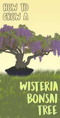 a bonsai tree with the words how to grow a wisteria bonsai tree