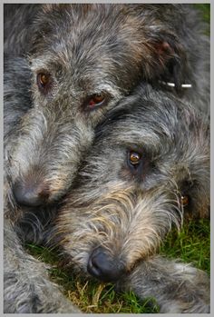 an image of two dogs that are laying down on the grass with their heads together