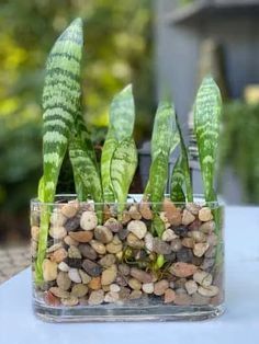 some plants are in a clear glass vase on a white tablecloth with rocks and pebbles