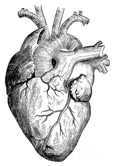 the human heart is shown in this black and white drawing, it shows an open - mouthed