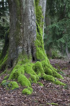 moss growing on the bark of a large tree in a wooded area with trees and leaves