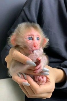 a person holding a small monkey in their hands and looking at the camera while it's being held by someone