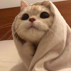 a white cat wrapped in a blanket on top of a bed looking at the camera