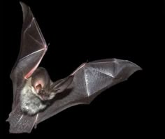 a bat is flying in the dark with its wings spread out and it's eyes open